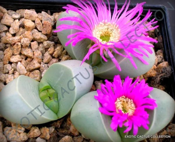 Rare Argyroderma Congregatum Mesemb Exotic Succulent Cactus Seed Stones 20 Seeds