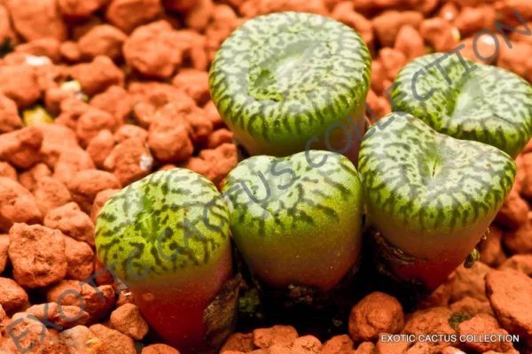 Rare Argyroderma Ringens Mesembs Exotic Succulent Cactus Seed Stones 20 Seeds