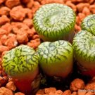 Rare Argyroderma Ringens Mesembs Exotic Succulent Cactus Seed Stones 20 Seeds