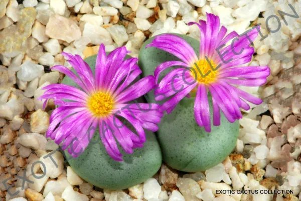 Rare Argyroderma Crateriforme Mesembs Exotic Succulent Cactus Stones 20 Seeds