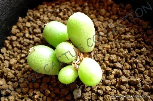 Rare Conophytum Maughanii Mesemb Exotic Succulents Seed Living Stones -15 Seeds