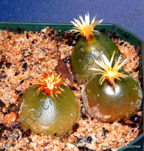 Rare Conophytum Brunneum Mesemb Exotic Succulents Seed Living Stones 15 Seeds