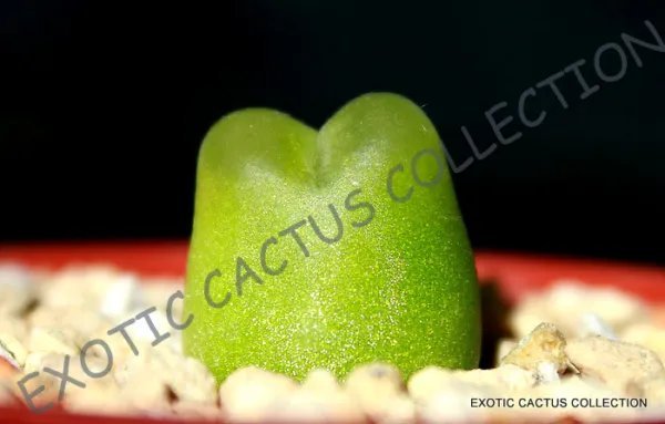 Rare Conophytum Cubicum Mesemb Exotic Succulents Seed Living Stones 15 Seeds