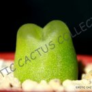 Rare Conophytum Cubicum Mesemb Exotic Succulents Seed Living Stones 15 Seeds