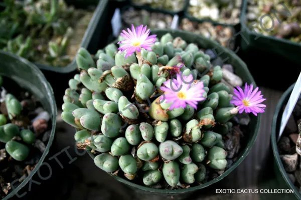 Rare Conophytum Hammeri Exotic Cone Cactus Living Stones Mesemb Seed 15 Seeds