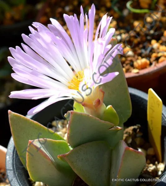 Rare Conophytum Ratum Mesembs Exotic Succulent Rock Living Stones Seed 15 Seeds