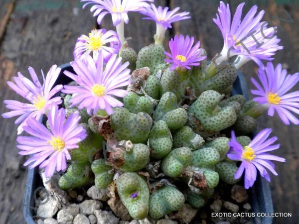 Rare Conophytum Chauviniae Exotic Cactus Living Stones Mesemb Seed 15 Seeds