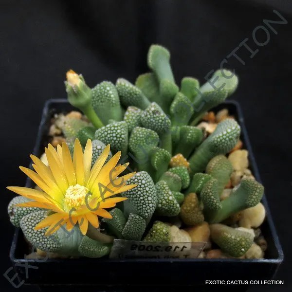 Rare Conophytum Truncatum Exotic Cactus Living Stones Mesemb Cacti Seed 15 Seeds