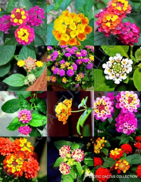 Exotic Lantana Mix Shrub Verbenas Butterfly Ham And Eggs 20 Seeds