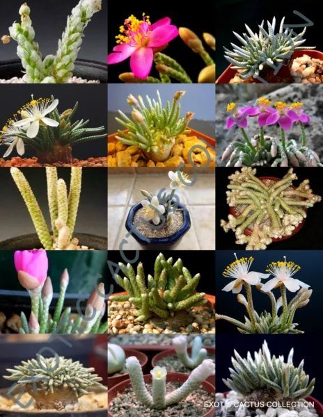 Avonia Mix Variety Rare Exotic Succulent Cactus Plant Seed 15 Seeds