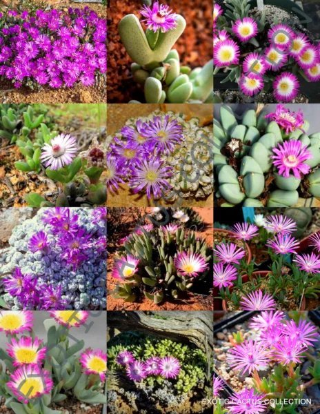 Rare Antimima Mix Exotic Succulent Cactus Living Stone Desert 15 Seeds