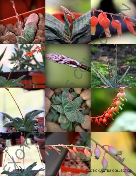 Antimima Mix Rare Succulent Cactus Exotic Living Stones Desert Seed 15 Seeds