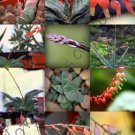 Antimima Mix Rare Succulent Cactus Exotic Living Stones Desert Seed 15 Seeds