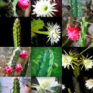Rare Gasteria Mix Living Stones Plant Exotic Cactus Flower Succulents 10 Seeds Rare Gasteria Mix Living Stones Plant Exotic Cactus Flower Succulents 10 Seeds
