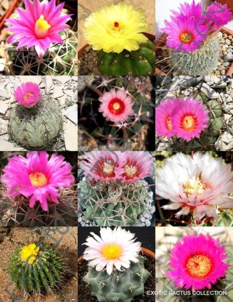 Exotic Harrisia Mix Rare Fragrant Cactus Flower Night Bloom Succulent 50 Seeds