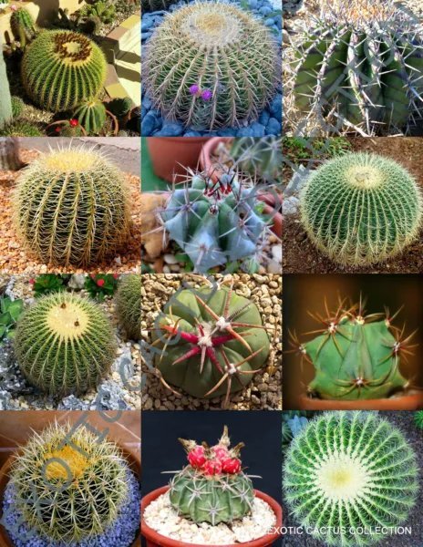 Exotic Echinocactus Mix Variety Barrel Cactus Rare Cacti Seed 15 Seeds