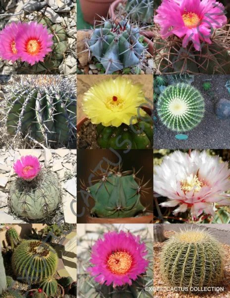Echinocactus Mix Variety Exotic Barrel Cactus Rare Cacti Seed 15 Seeds