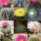 Echinocactus Mix Variety Exotic Barrel Cactus Rare Cacti Seed 15 Seeds