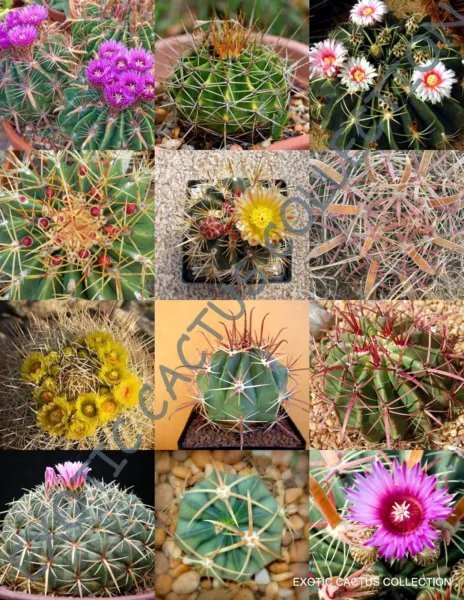 Rare Echinocactus Mix Variety Exotic Barrel Cactus Cacti Seed 15 Seeds