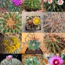 Rare Echinocactus Mix Variety Exotic Barrel Cactus Cacti Seed 15 Seeds
