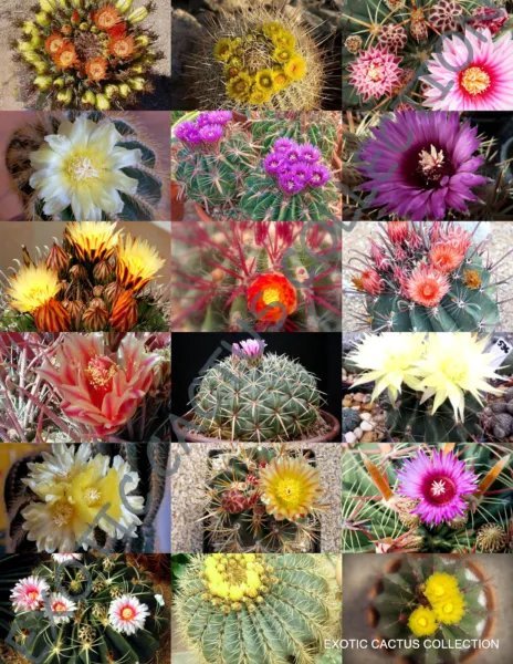 Exotic Ferocactus Mix Cactus Rare Cacti Desert Succulent Seed 20 Seeds