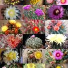 Exotic Ferocactus Mix Cactus Rare Cacti Desert Succulent Seed 20 Seeds