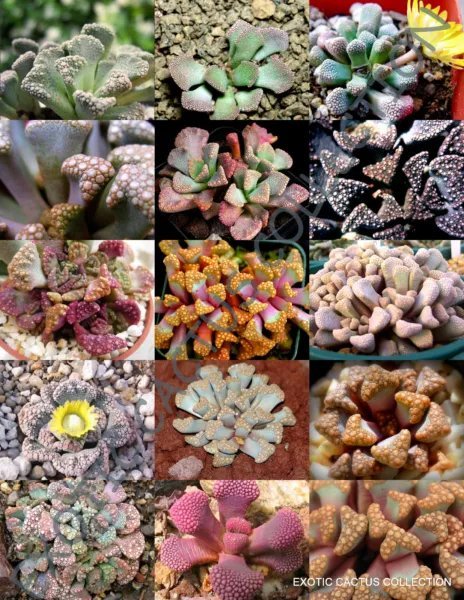 Rare Ferocactus Mix Cactus Exotic Cacti Desert Succulent Seed 20 Seeds