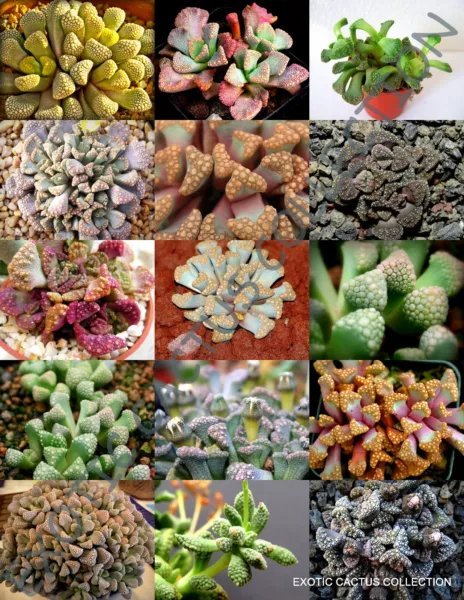 Color Titanopsis Mix Succulent Cactus Mixed Living Stones Plant Seed 20 Seeds