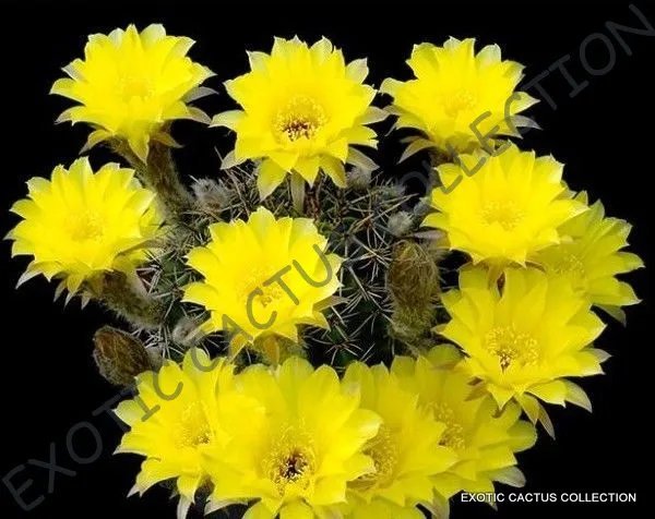 Titanopsis Mix Succulent Cactus Mixed Living Stones Seed 20 Seeds