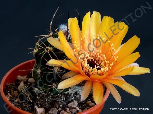 Rare Titanopsis Mix Succulent Cactus Mixed Living Stones Plant Seed 20 Seeds