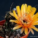 Rare Titanopsis Mix Succulent Cactus Mixed Living Stones Plant Seed 20 Seeds