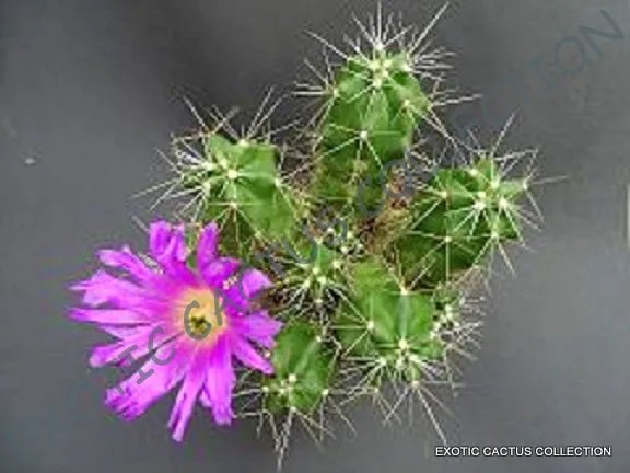 Echinopsis Pugionacantha Lobivia Cactus Chamaecereus Succulent Seed 15 Seeds
