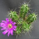 Echinopsis Pugionacantha Lobivia Cactus Chamaecereus Succulent Seed 15 Seeds