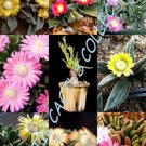Echinocereus Chloranthus Exotic Cacti Rare Hedgehog Cactus Plant Seed 15 Seeds