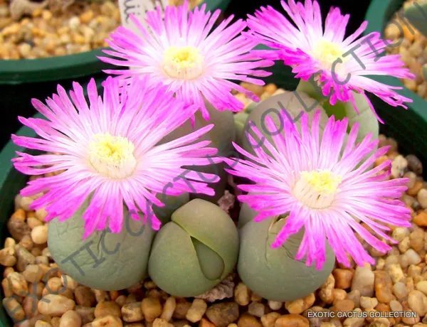 Echinocereus Cinerascens Exotic Cacti Rare Cactus Plant Seed 15 Seeds