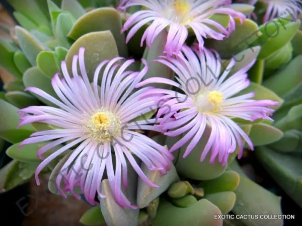 Nananthus Mix Rare Lithops Mesembs Succulent Rocks Living Stones Seed 15 Seeds