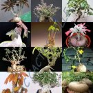 Rare Gibbaeum Heathii Living Stones Exotic Rock Ice Plant Mesembs Seed 20 Seeds