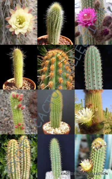 Lithops Hermetica Rare Mesembs Exotic Succulent Living Stones Cactus 15 Seeds