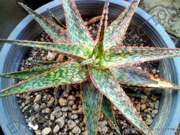 Aloe Rauhii Exotic Agave Medicinal Gel Succulent Rare Desert Plant Seed 10 Seeds