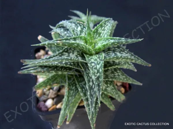 Aloe Peppermint Agave Healing Medicinal Succulent Rare Plant Seed 10 Seeds