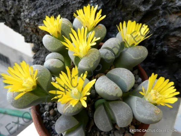 Rare Lithops Otzeniana Mesembs Exotic Succulent Living Stones Cactus 15 Seeds