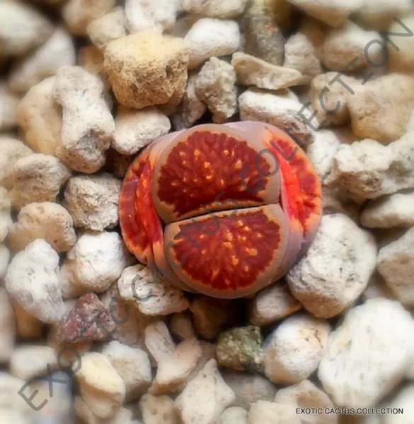 Rare Lithops Hookeri Lutea Living Stones Exotic Mesembs Live Rocks Seed 15 Seeds