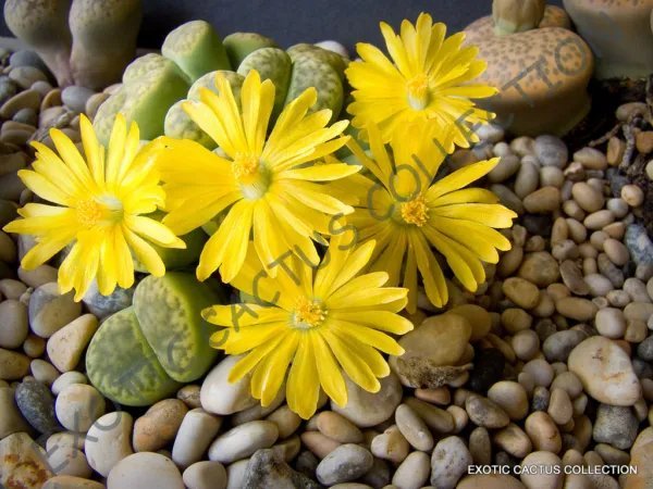 Rare Lithops Julii Fulleri Living Stones Exotic Rock Ice Plant Seed 15 Seeds