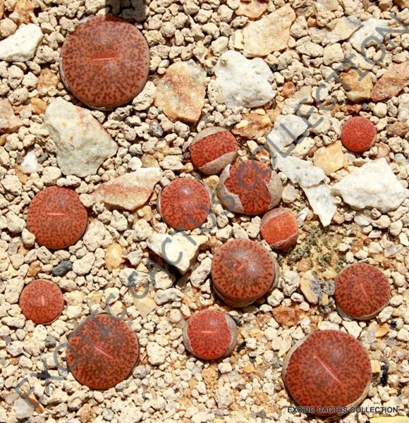 Lithops Gracilidelineata Living Stones Exotic Ice Plant Rare Seed 15 Seeds