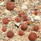 Lithops Gracilidelineata Living Stones Exotic Ice Plant Rare Seed 15 Seeds