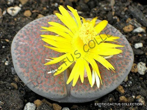 Rare Lithops Mariae C141 Plant Exotic Living Stones Ice Succulent Seed 15 Seeds