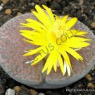 Rare Lithops Mariae C141 Plant Exotic Living Stones Ice Succulent Seed 15 Seeds