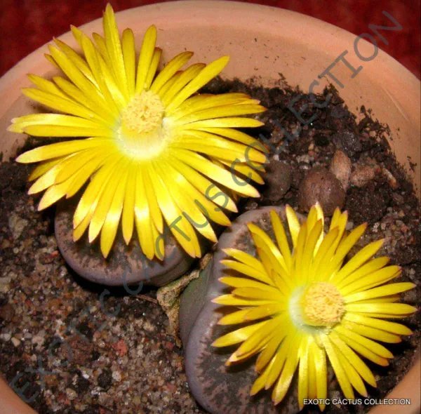 Rare Lithops Mamorata Sb 153 Exotic Living Stone Succulent Cacti Seed 15 Seeds