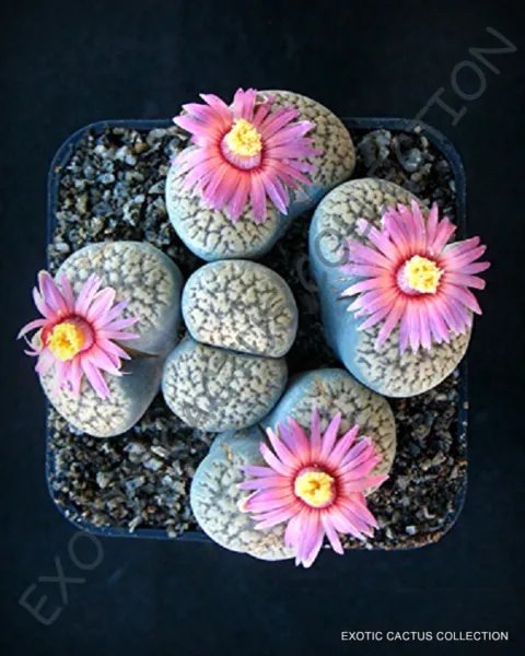 Rare Lithops Fulviceps Exotic Living Stones Rare Succulent Plant Seed 15 Seeds