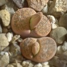 Rare Lithops Lesliei Pietersburg Living Stone Rock Cactus Cacti Seed 15 Seeds
